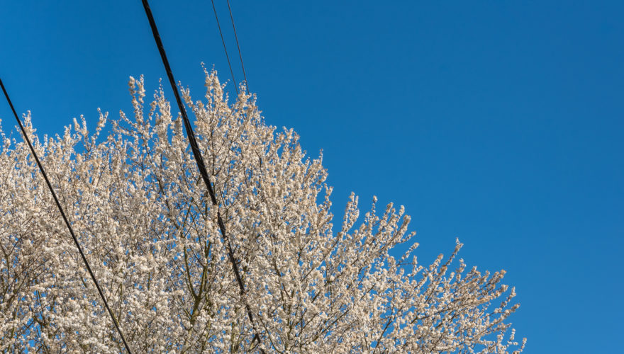 Tree-Power-Line-scaled