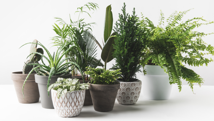 Spring into Clean Air with These 5 Houseplants