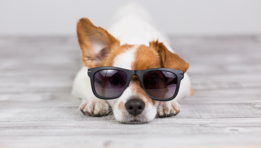 7 Energy-Saving Ways to Keep Pets Cool as Temperatures Rise