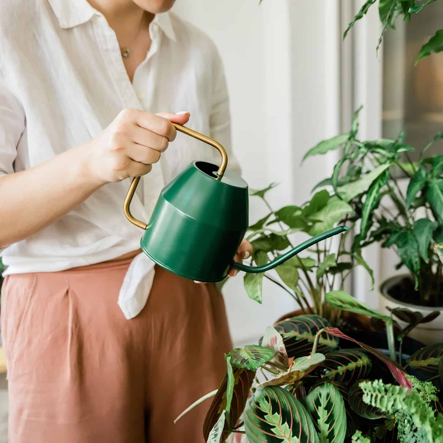 Indoor Plants Can Help Reduce Heat and Save Electricity